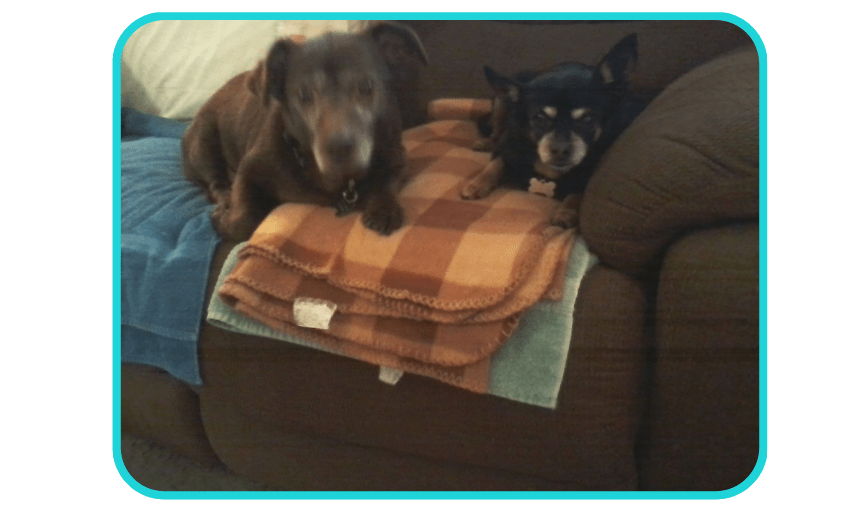 Leilani's Best Friends Pet Sitting