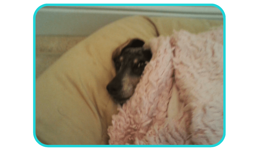 Leilani's Best Friends Pet Sitting